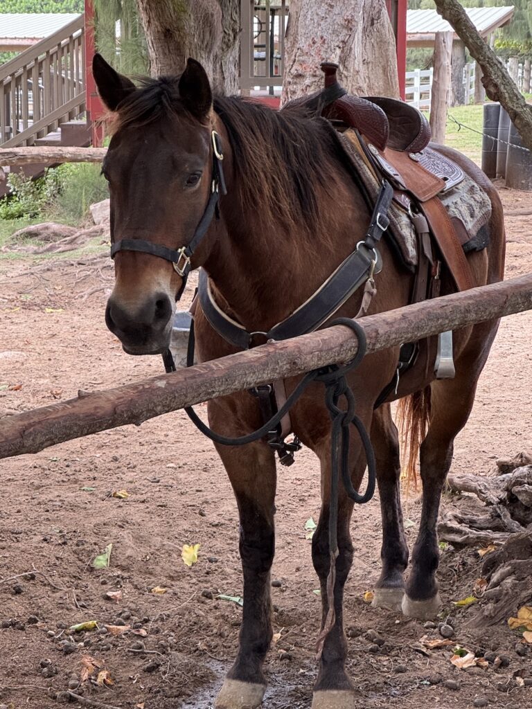 Stables at Ritz-Carlton Turtle Bay